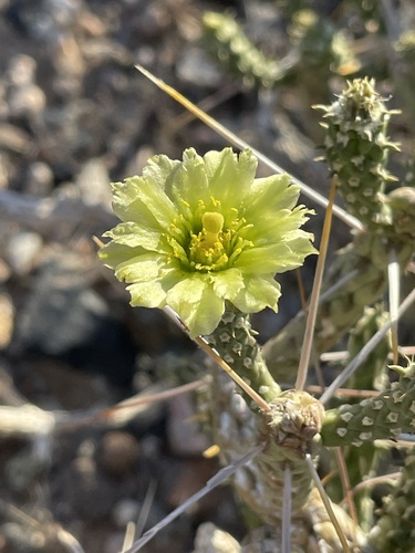 Branched pencil cholla (Cylindropuntia ramosissima)