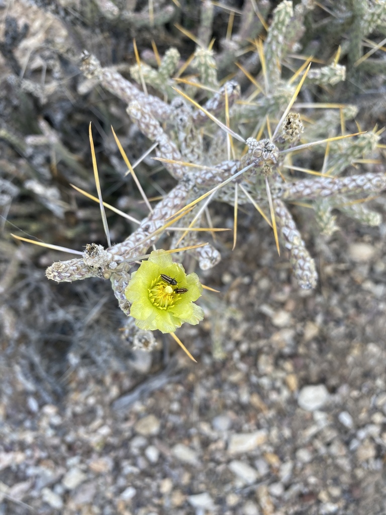 Branched pencil cholla (Cylindropuntia ramosissima)