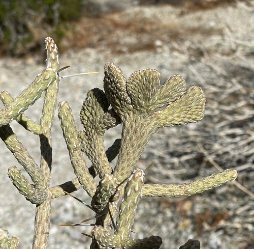 Branched pencil cholla (Cylindropuntia ramosissima)