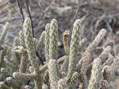 Branched pencil cholla (Cylindropuntia ramosissima)