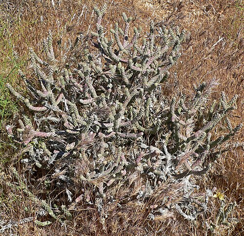 Branched pencil cholla: Cylindropuntia ramosissima in Calico Basin , Spring Mountains , west of Las Vegas, Nevada