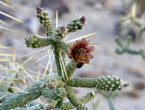 Branched pencil cholla (Cylindropuntia ramosissima)