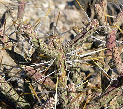 Branched pencil cholla: Diamond cholla ( Cylindropuntia ramosissima ) east of the Dead Mountains , Southern California