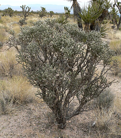 Branched pencil cholla: Cylindropuntia_ramosissima off the Morning Star Mine Road, Mojave National Preserve , southern California