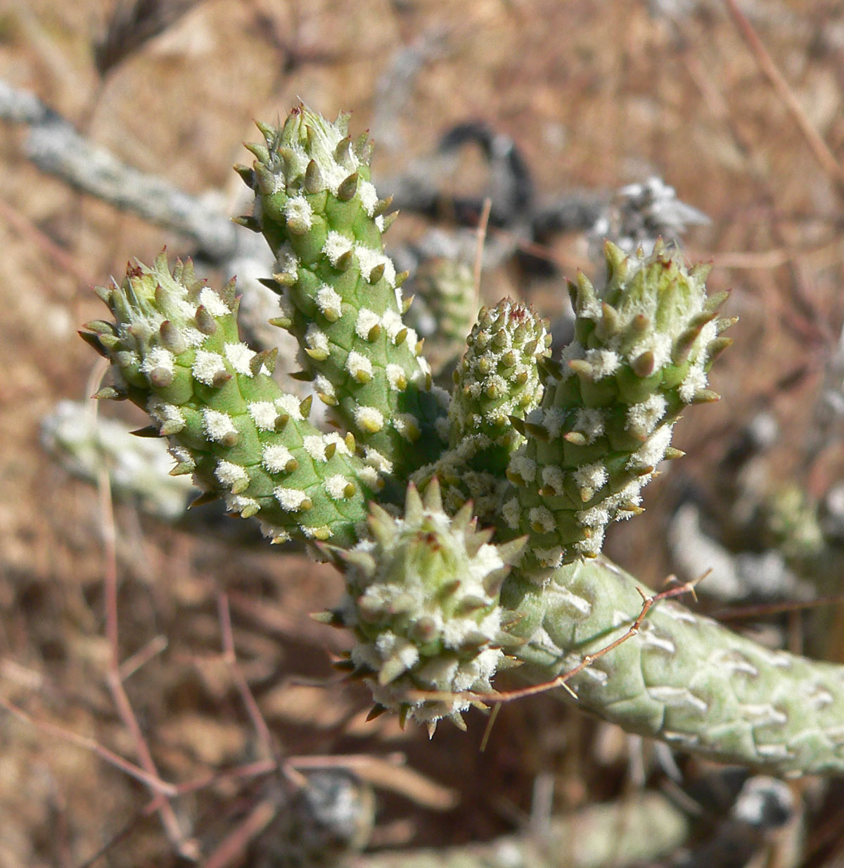 Branched pencil cholla: Cylindropuntia ramosissima in Calico Basin , Spring Mountains , west of Las Vegas, Nevada