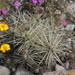 Thistle cholla (Cylindropuntia tunicata)
