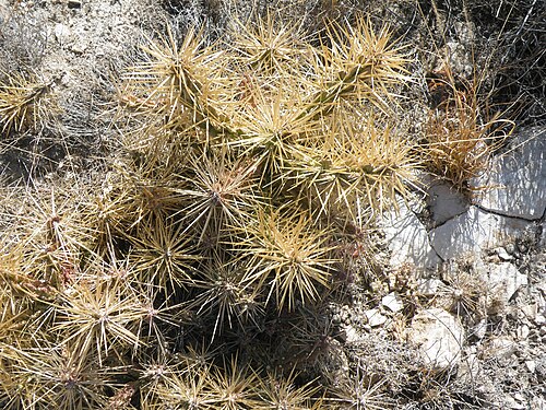 Thistle cholla: Northwest Vanegas, San Luis Potosi