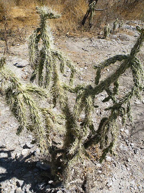 Thistle cholla: Doctor Arroyo, Nuevo Leon