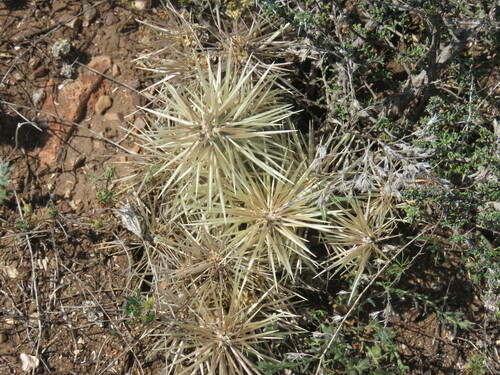 Thistle cholla (Cylindropuntia tunicata)