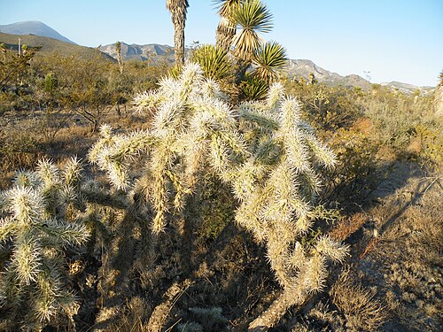 Thistle cholla: Near San Roberto, Nuevo Leon