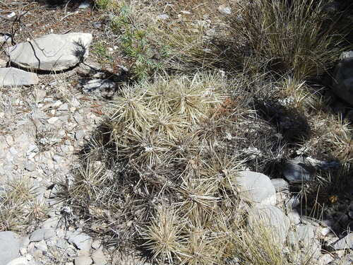 Thistle cholla (Cylindropuntia tunicata)