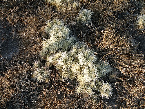 Thistle cholla: Near San Roberto, Nuevo Leon