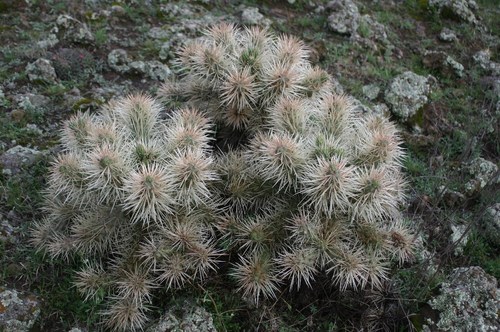 Thistle cholla (Cylindropuntia tunicata)