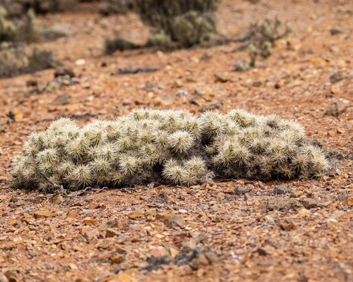 Thistle cholla (Cylindropuntia tunicata)