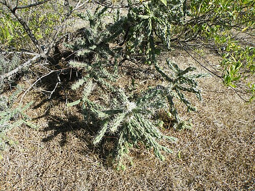 Thistle cholla: Guadalcazar 3, San Luis Potosi