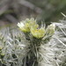 Thistle cholla (Cylindropuntia tunicata)