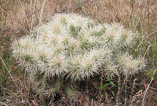 Thistle cholla: Thistle Cholla ( Cylindropuntia tunicata ) in Peru