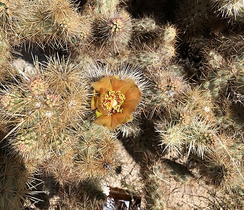 Wolf's opuntia: Cylindropuntia wolfii, Mountain Springs Rd, Imperial, CA, US, 2019-04-10 (iNaturalist).