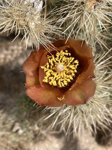 Wolf's opuntia (Cylindropuntia wolfii)