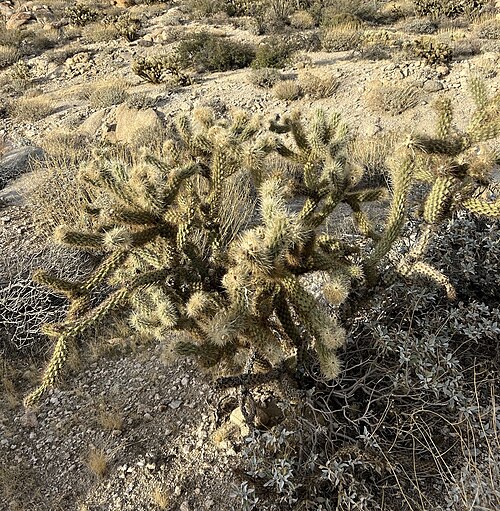 Wolf's opuntia: Cylindropuntia wolfii, I-8 W, Imperial, CA, US, 2023-12-27 (iNaturalist).