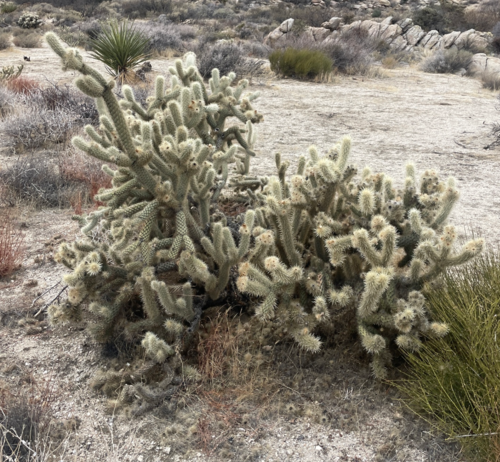 Wolf's opuntia (Cylindropuntia wolfii)
