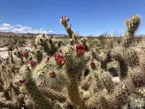 Wolf's opuntia (Cylindropuntia wolfii)