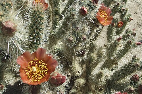 Wolf's opuntia: Anza Borrego Photo by Donald C. Hall Blooming Jumping Cholla in Anza Borrego desert valley, CA.