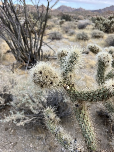 Wolf's opuntia (Cylindropuntia wolfii)