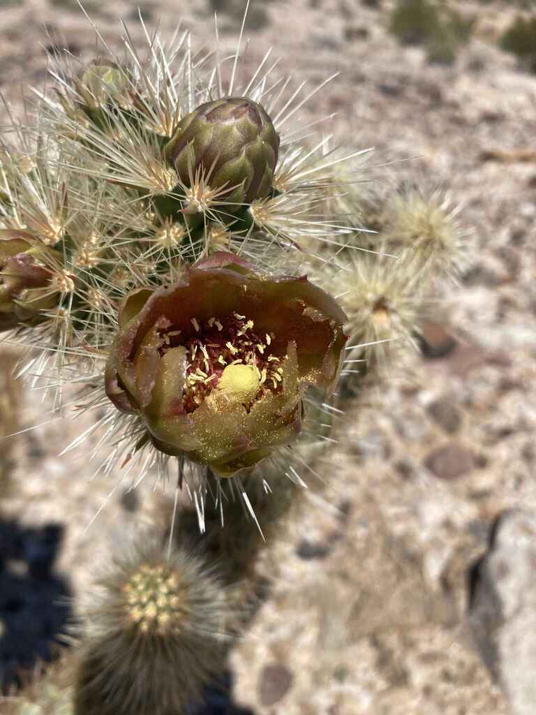 Wolf's opuntia (Cylindropuntia wolfii)