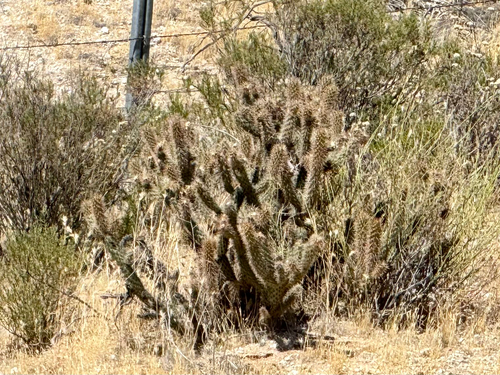 Wolf's opuntia (Cylindropuntia wolfii)
