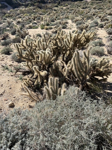 Wolf's opuntia (Cylindropuntia wolfii)