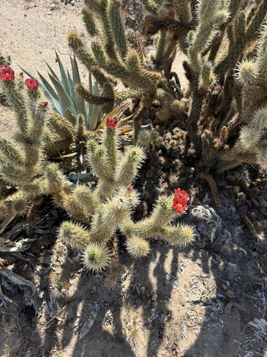 Wolf's opuntia (Cylindropuntia wolfii)