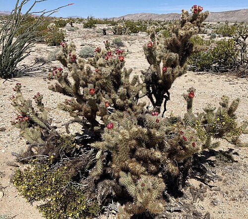 Wolf's opuntia: Wolf's cholla ( Cylindropuntia wolfii ) in the United States