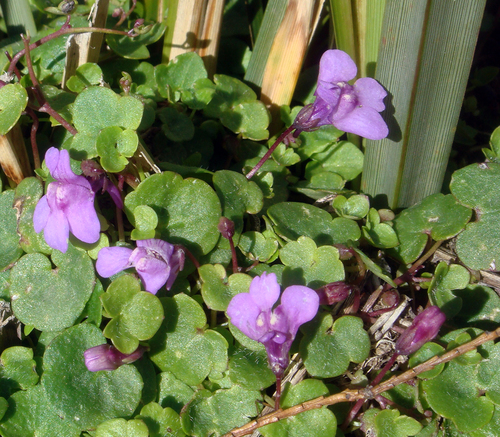 Cymbalaria aequitriloba (Cymbalaria aequitriloba)