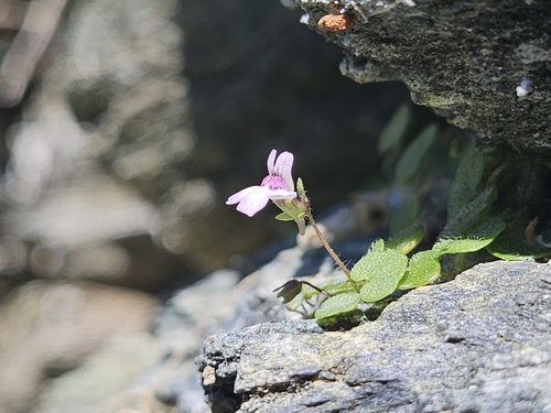 Cymbalaria aequitriloba (Cymbalaria aequitriloba)