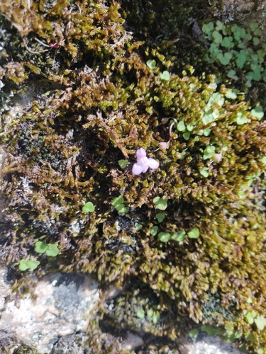 Cymbalaria aequitriloba (Cymbalaria aequitriloba)