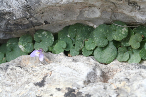 Cymbalaria aequitriloba (Cymbalaria aequitriloba)