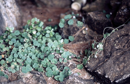 Cymbalaria aequitriloba (Cymbalaria aequitriloba)
