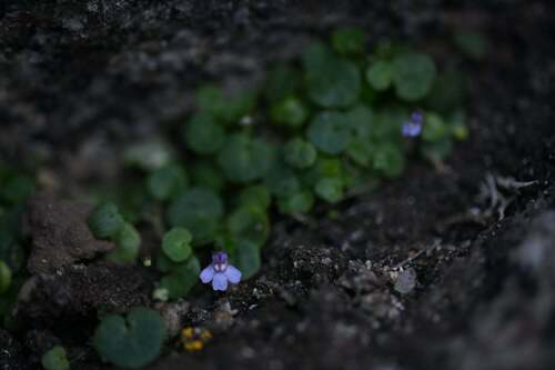 Cymbalaria aequitriloba (Cymbalaria aequitriloba)