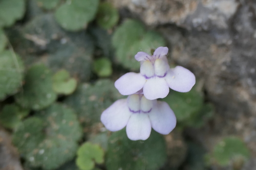 Cymbalaria aequitriloba (Cymbalaria aequitriloba)