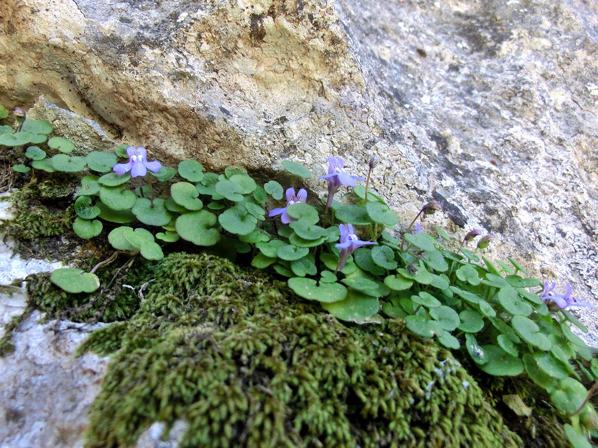 Cymbalaria aequitriloba: Cymbalaria aequitriloba . Mallorca, between Es Pixarells and Lluc, in rock fissure.