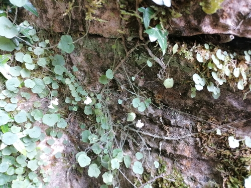 Cymbalaria aequitriloba (Cymbalaria aequitriloba)