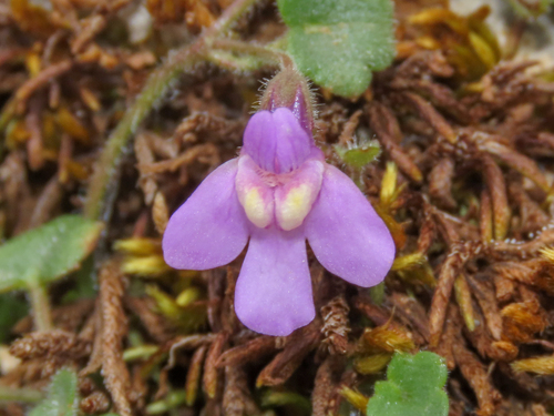 Cymbalaria aequitriloba (Cymbalaria aequitriloba)