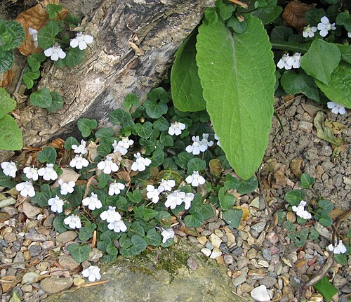 Cymbalaria hepaticifolia: Here you can see how this plant wanders about and pops up here and there. A little sort of Hobbit plant.