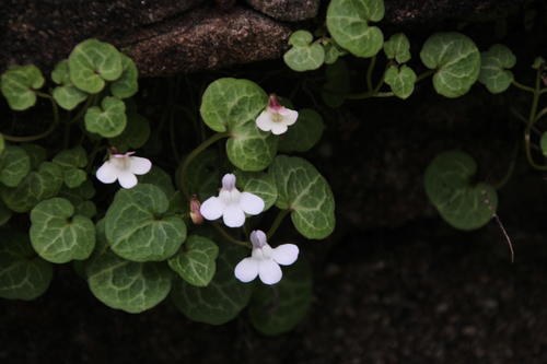 Cymbalaria hepaticifolia (Cymbalaria hepaticifolia)