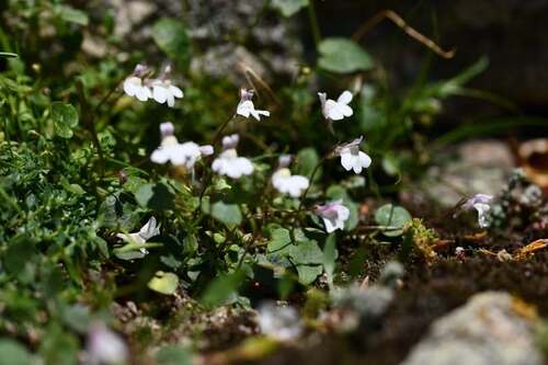 Cymbalaria hepaticifolia (Cymbalaria hepaticifolia)