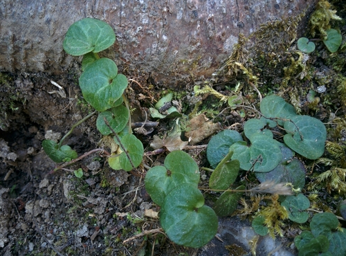 Cymbalaria hepaticifolia (Cymbalaria hepaticifolia)