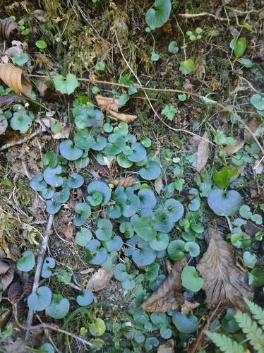 Cymbalaria hepaticifolia (Cymbalaria hepaticifolia)
