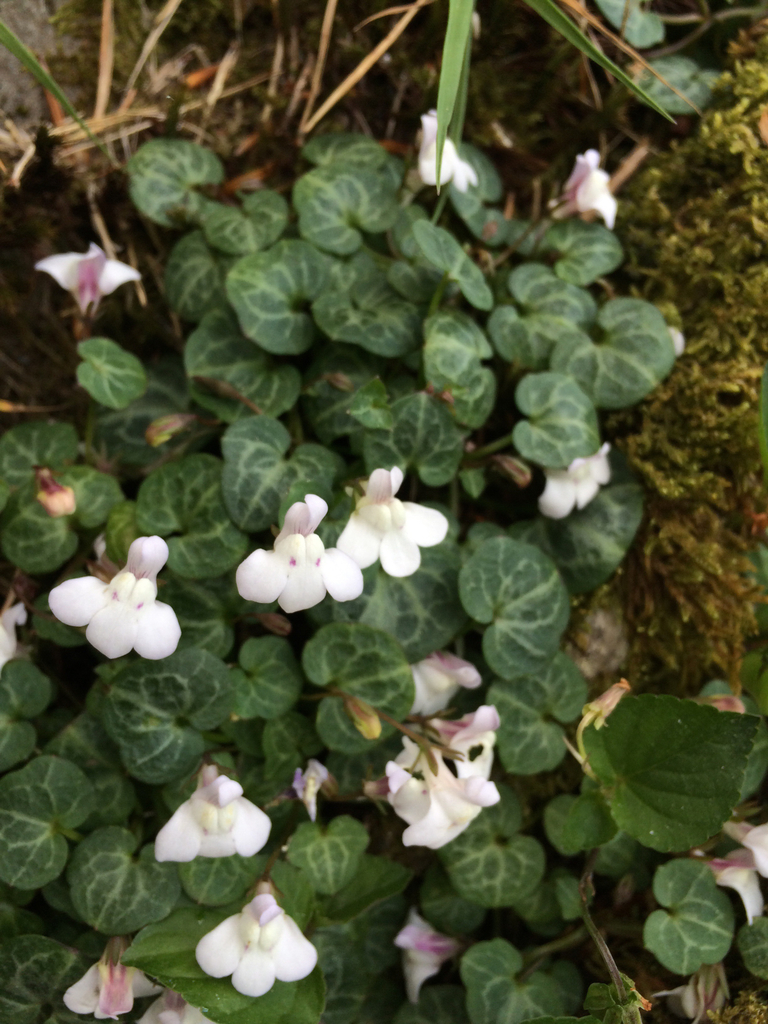 Cymbalaria hepaticifolia (Cymbalaria hepaticifolia)