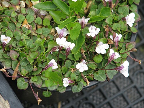 Cymbalaria hepaticifolia: Cymbalaria hepaticifolia